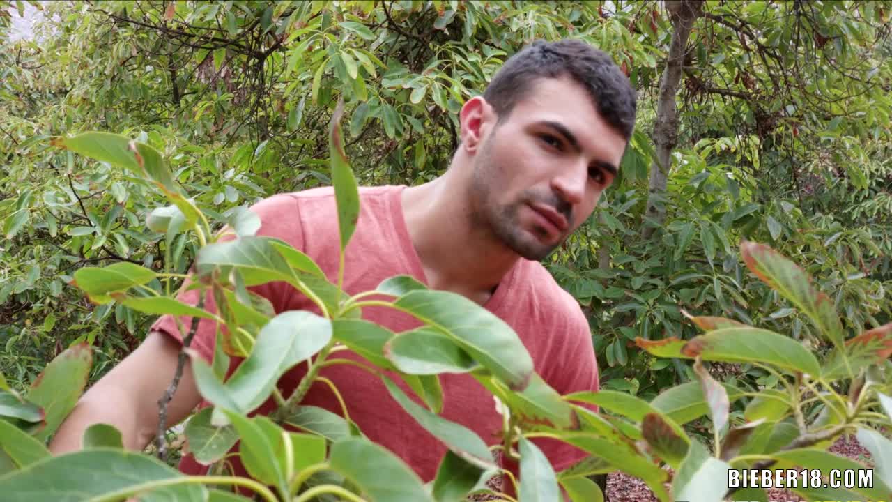Gay encounters in the avocado trees