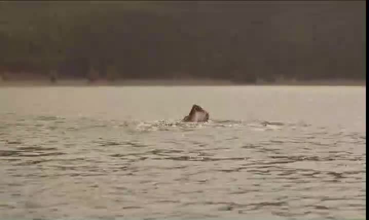 Stranger.by.the.Lake 2013 Serbian subs. Part 2